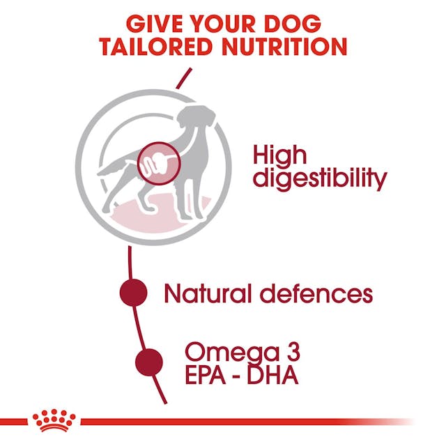 Royal Canin Medium Adult In Gravy